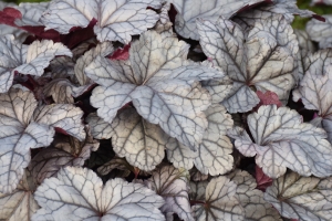 Heuchera 'Frosted Berry' New 2023